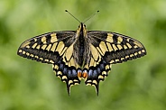 UK Swallowtail butterfly