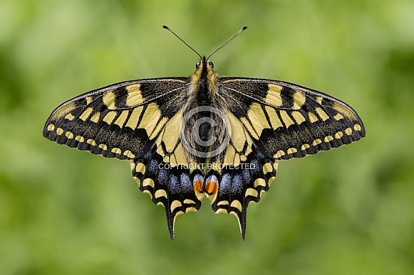 UK Swallowtail butterfly