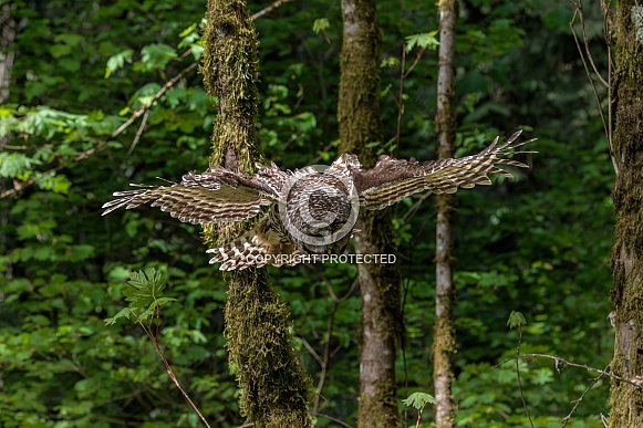 Barred Owl
