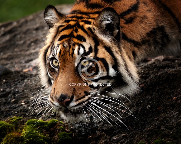 Sumatran Tiger Sumatran Tiger