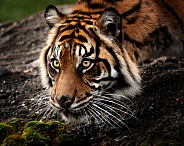 Sumatran Tiger