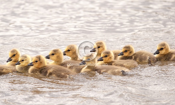 Canada goose with chicks