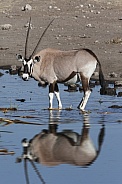 Gemsbok at a waterhole - Namibia