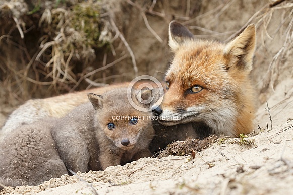 Red fox cubs Red fox cubs