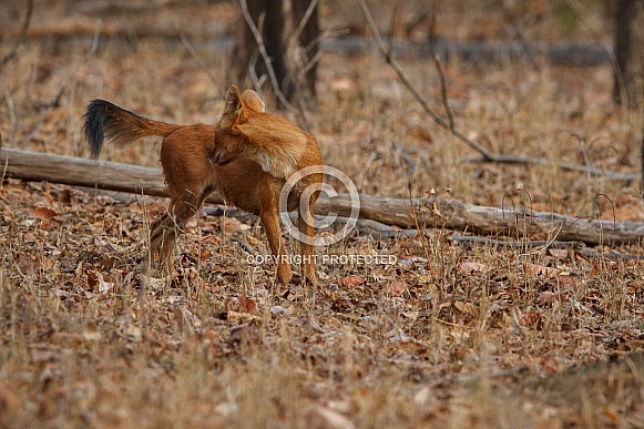 Dhoul pose in the nature habitat