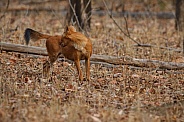 Dhoul pose in the nature habitat