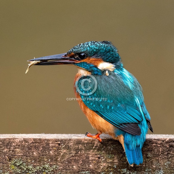 Kingfisher Kingfisher