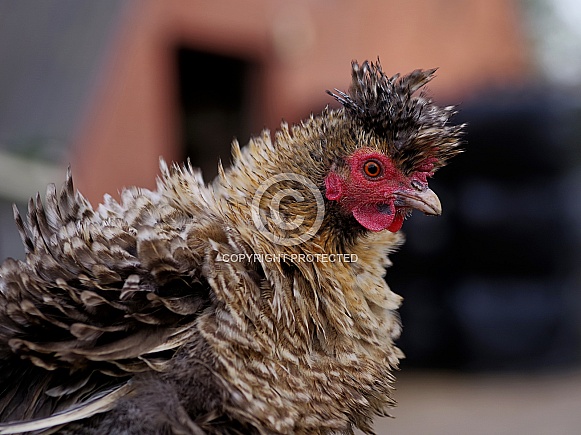 Silkie chicken Silkie chicken