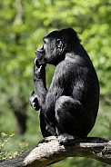 Western Lowland  Gorilla (gorilla gorilla gorilla)