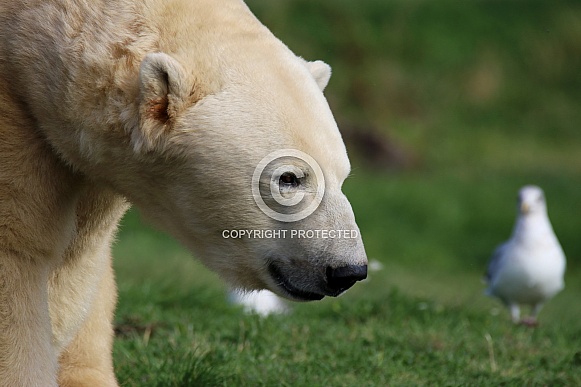 Polar Bear