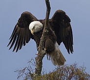 Bald Eagle