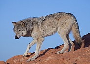 wolf, canis lupis