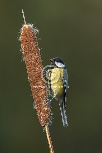 The great tit (Parus major) The great tit (Parus major)