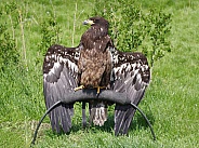 American eagle, juvenile