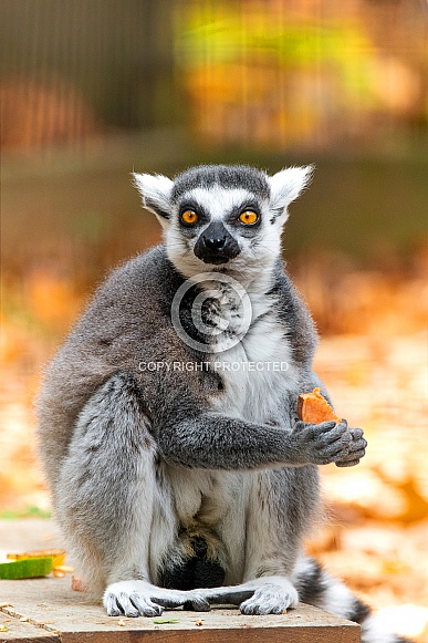 Ring Tail Lemur