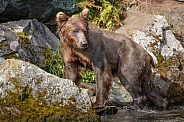 Coastal brown bear climbing on the rocks