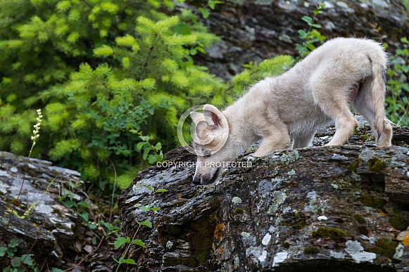 A White Wolf Puppy A White Wolf Puppy