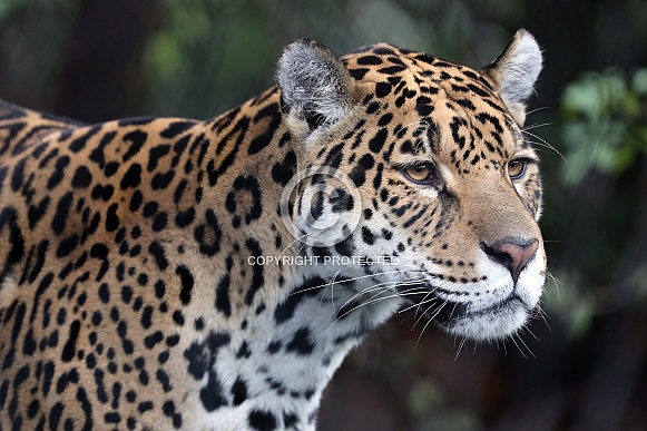 Jaguar (Panthera Onca)