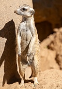 Captive meerkat in a zoo looking around the enclosure
