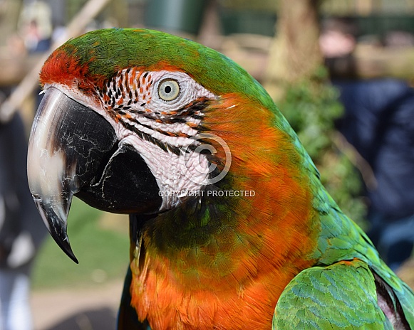 Harlequin macaw