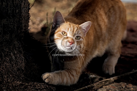 Ginger cat stretching