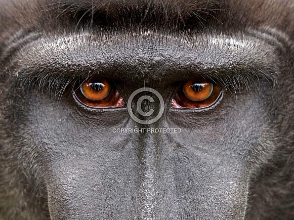 Celebes crested macaque (Macaca nigra)