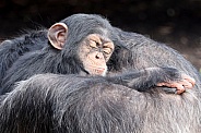 Chimpanzee (Pan troglodytes)