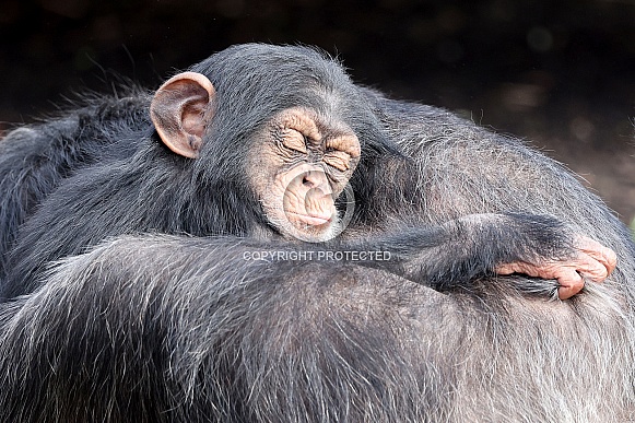 Chimpanzee (Pan troglodytes)