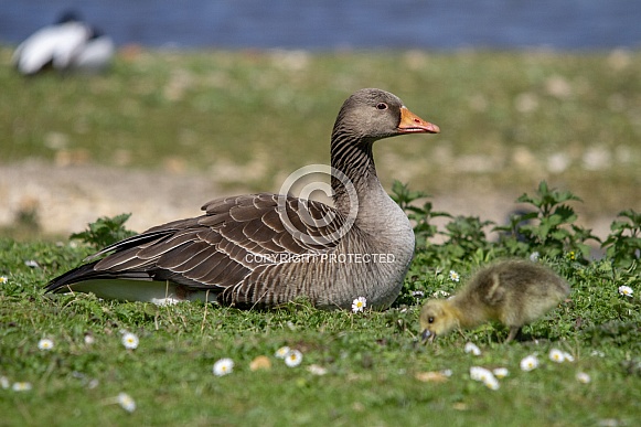 Greylag goose Greylag goose