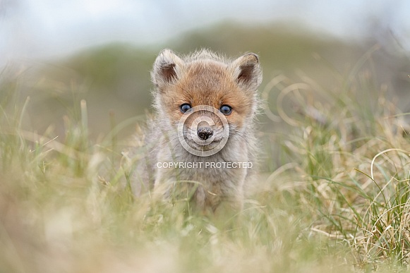 Red fox and cubs