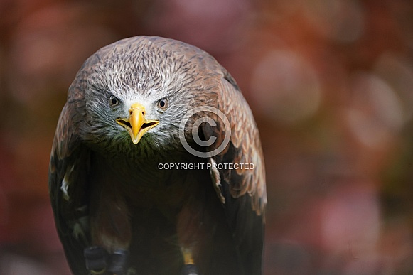 Yellow-Billed Kite