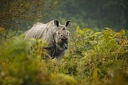 Indian rhino in the nature habitat