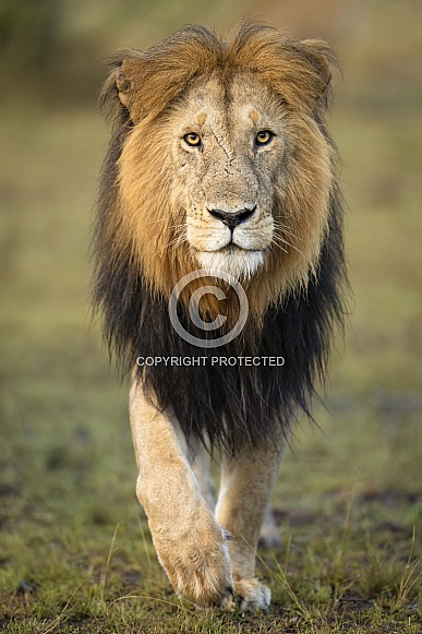 Male Lion