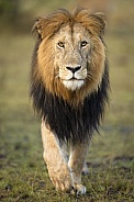 Male Lion