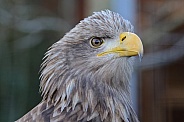 Black chested buzzard eagle