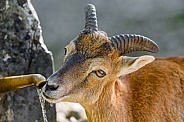 Young mouflon drinking water at the fountain