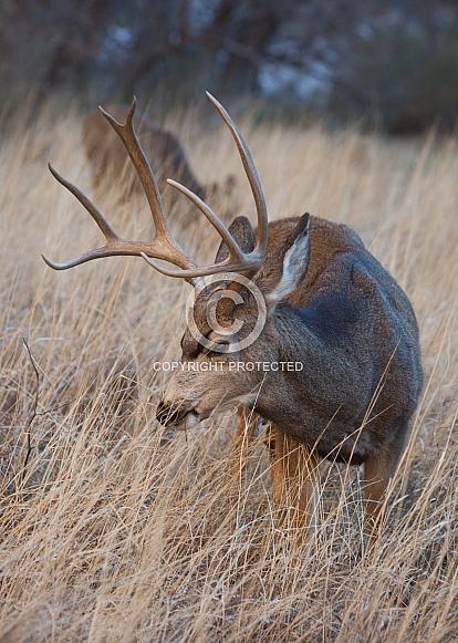 Mule Deer Mule Deer