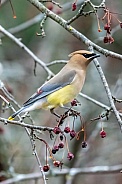 Cedar Waxwing (Bombycilla cedrorum)