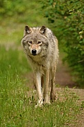 Gray Wolf