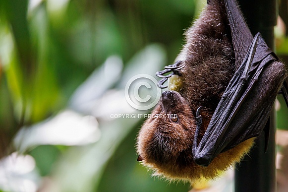 Rodrigues fruit bat (Pteropus rodricensis)
