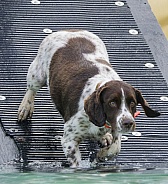 Brittany Spaniel