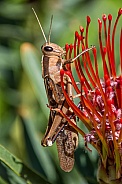 Garden Locust (Acanthacris ruficornis)