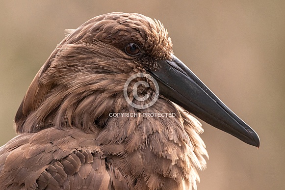 Hamerkop Close Up Face Shot Side Profile