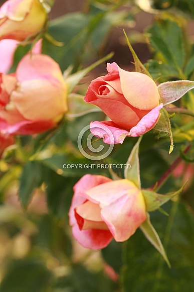 Orange and yellow rose Orange and yellow rose