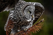 Great Grey Owl--Great Grey Heading Out