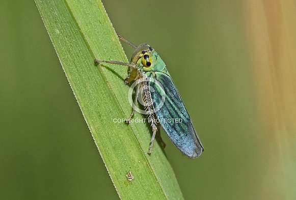 Green Leafhopper