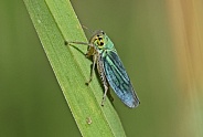 Green Leafhopper