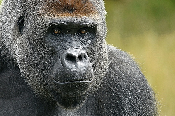 Western lowland Gorilla