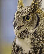 Great Horned Owl in Sitka Alaska