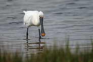 The Eurasian spoonbill